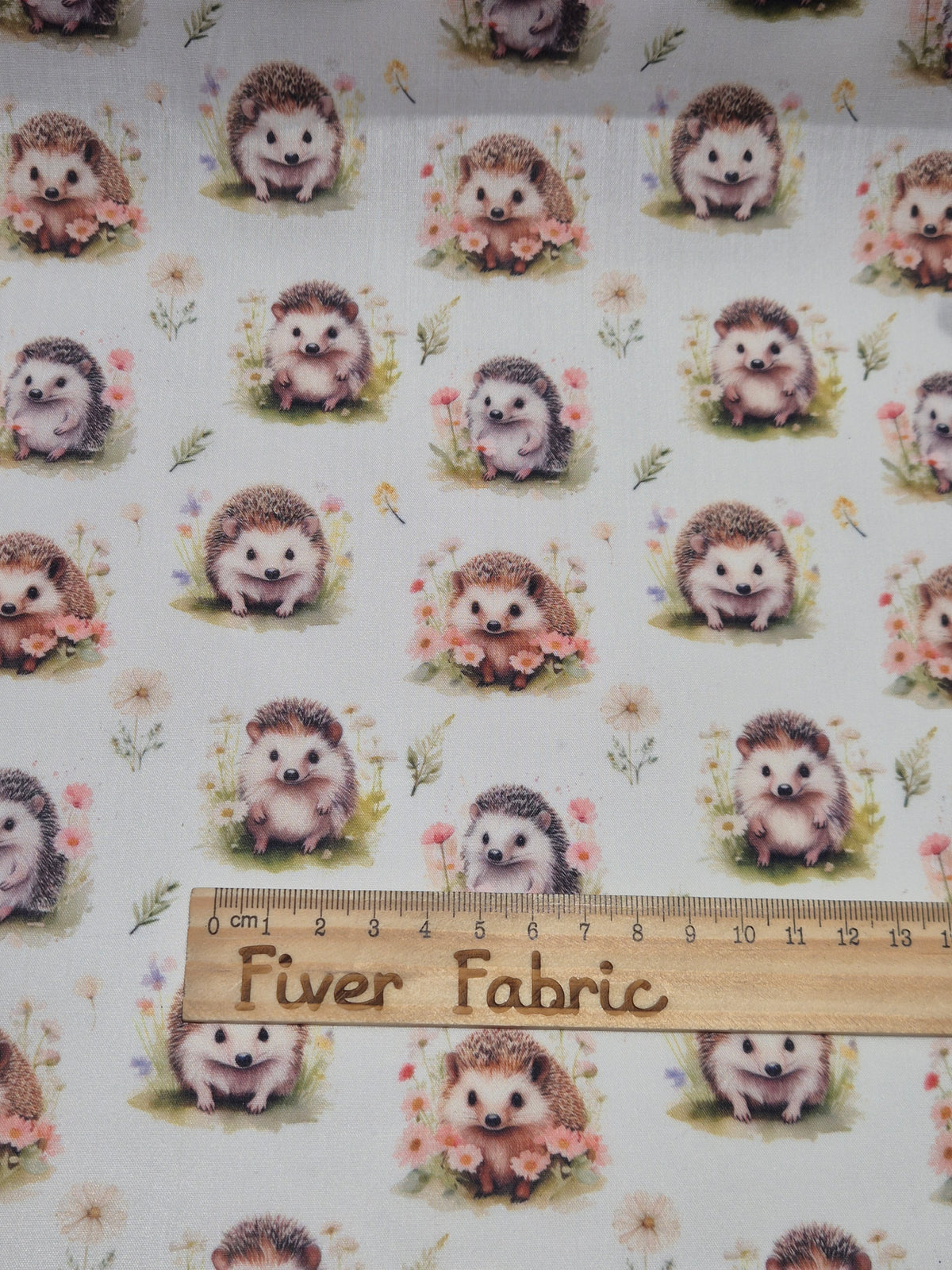 Hedgehog on white